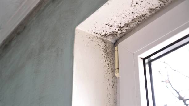 Best HVAC Mold Remediation in Oologah, OK