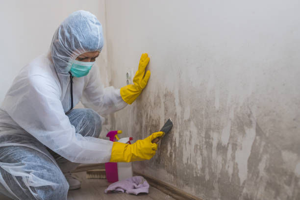 Professional Mold Remediation in Oologah, OK