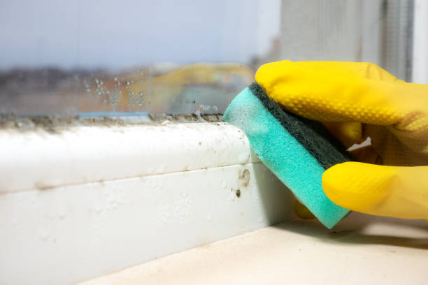 Best Attic Mold Remediation in Oologah, OK
