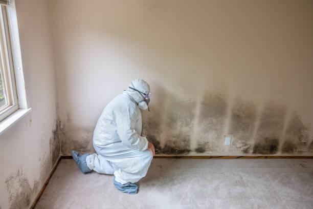 Best Black Mold Remediation in Oologah, OK