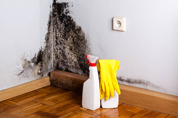 Best White Mold Remediation in Oologah, OK